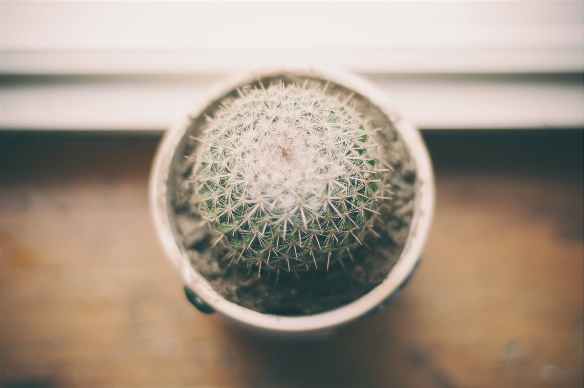 Barrel Cactus